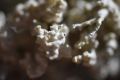 Tremella everniae