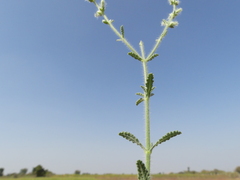 Salvia santolinifolia