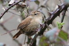 Troglodytes troglodytes