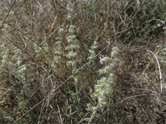 Salvia santolinifolia