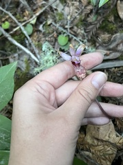 Calypso bulbosa occidentalis