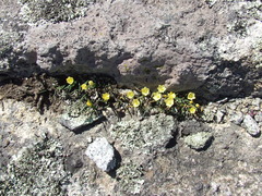 Ornithogalum rupestre