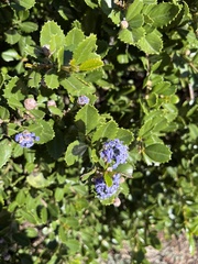 Ceanothus gloriosus