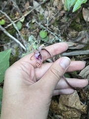 Calypso bulbosa occidentalis
