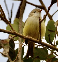 Eremomela pusilla