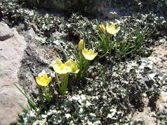 Ornithogalum rupestre