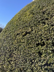 Arctostaphylos montana