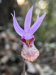 Calypso bulbosa occidentalis
