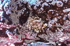 Dermatocarpon intestiniforme