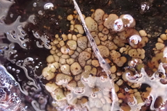 Dermatocarpon intestiniforme