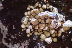 Dermatocarpon intestiniforme