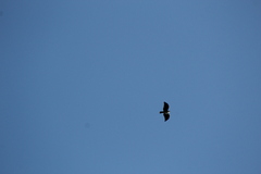 Buteo brachyurus