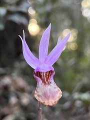 Calypso bulbosa occidentalis