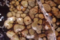 Dermatocarpon intestiniforme