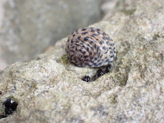Nerita tessellata