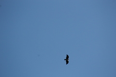 Buteo brachyurus