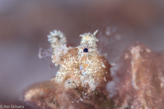 Amphioctopus