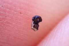 Dermatocarpon intestiniforme