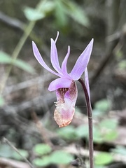 Calypso bulbosa occidentalis