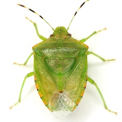Thyanta maculata