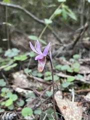 Calypso bulbosa occidentalis