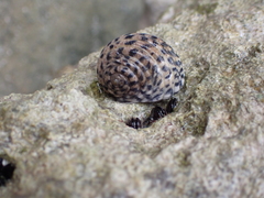 Nerita tessellata
