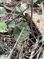 Calypso bulbosa occidentalis