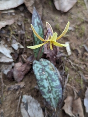 Erythronium umbilicatum