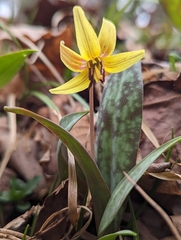 Erythronium umbilicatum