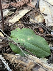 Calypso bulbosa occidentalis