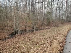 Pseudacris brachyphona