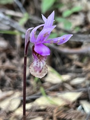 Calypso bulbosa occidentalis