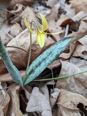 Erythronium umbilicatum