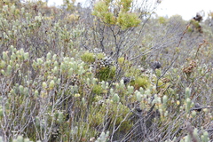 Brunia noduliflora