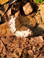 Limenitidinae