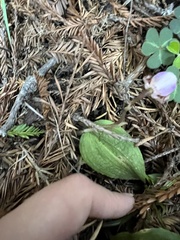Calypso bulbosa occidentalis