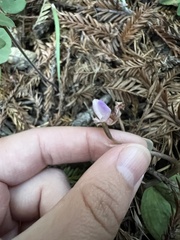 Calypso bulbosa occidentalis