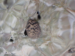Nerita tessellata