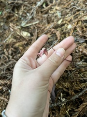 Calypso bulbosa occidentalis