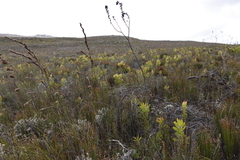 Thesium euphorbioides