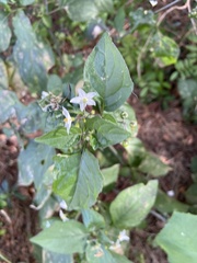 Solanum nigrum
