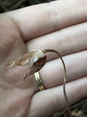 Calypso bulbosa occidentalis