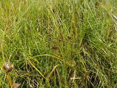 Bolboschoenus planiculmis