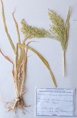 Panicum miliaceum miliaceum