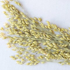 Panicum miliaceum miliaceum