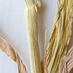 Panicum miliaceum miliaceum