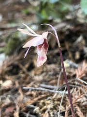 Calypso bulbosa occidentalis