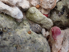 Nerita tessellata