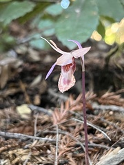 Calypso bulbosa occidentalis