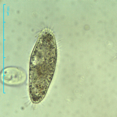 Hypotrichia